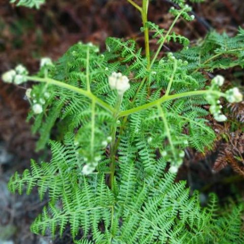Pteridium aquilinum subsp. aquilinum frond taking shape
